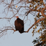 Khwai: Kapgier (Necrosyrtes Monachus).0245 Khwai: Kapgier (Necrosyrtes Monachus).0245