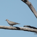 Khwai: Kaapse Tortel (Streptopelia Capicola).0175 Khwai: Kaapse Tortel (Streptopelia Capicola).0175