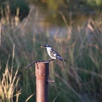 Moremi: Bonte IJsvogel (Ceryle Rudis).0258 Moremi: Bonte IJsvogel (Ceryle Rudis).0258