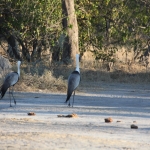 Moremi: Lelkraanvogel (Bugeranus Carunculata).0264 Moremi: Lelkraanvogel (Bugeranus Carunculata).0264