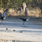 Moremi: Lelkraanvogel (Bugeranus Carunculata).0265 Moremi: Lelkraanvogel (Bugeranus Carunculata).0265
