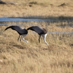 Moremi: Lelkraanvogel (Bugeranus Carunculata).0292 Moremi: Lelkraanvogel (Bugeranus Carunculata).0292