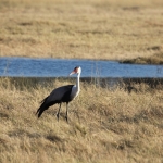 Moremi: Lelkraanvogel (Bugeranus Carunculata).0295 Moremi: Lelkraanvogel (Bugeranus Carunculata).0295