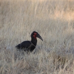 Moremi: Zuidelijke Hoornraaf (Bucorvus Leadbeateri).0274 Moremi: Zuidelijke Hoornraaf (Bucorvus Leadbeateri).0274