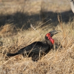 Moremi: Zuidelijke Hoornraaf (Bucorvus Leadbeateri).0493 Moremi: Zuidelijke Hoornraaf (Bucorvus Leadbeateri).0493