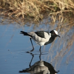 Moremi: Smidsplevier (Vanellus Armatus).0288 Moremi: Smidsplevier (Vanellus Armatus).0288