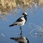 Moremi: Smidsplevier (Vanellus Armatus).0291 Moremi: Smidsplevier (Vanellus Armatus).0291