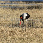 Moremi: Zadelbekooievaar (Ephippiorhynchus Senegalensis).0301 Moremi: Zadelbekooievaar (Ephippiorhynchus Senegalensis).0301