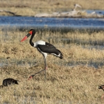 Moremi: Zadelbekooievaar (Ephippiorhynchus Senegalensis).0305 Moremi: Zadelbekooievaar (Ephippiorhynchus Senegalensis).0305