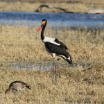 Moremi: Zadelbekooievaar (Ephippiorhynchus Senegalensis).0307 Moremi: Zadelbekooievaar (Ephippiorhynchus Senegalensis).0307