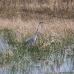 Moremi: Grote Zilverreiger (Casmerodius Albus).0389 Moremi: Grote Zilverreiger (Casmerodius Albus).0389