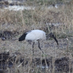 Moremi: Heilige Ibis (Threskiornis Aethiopicus).0424 Moremi: Heilige Ibis (Threskiornis Aethiopicus).0424