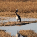 Moremi: Afrikaanse Bisschopsooievaar (Ciconia Microscelis).0442 Moremi: Afrikaanse Bisschopsooievaar (Ciconia Microscelis).0442