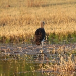 Moremi: Afrikaanse Bisschopsooievaar (Ciconia Microscelis).0450 Moremi: Afrikaanse Bisschopsooievaar (Ciconia Microscelis).0450