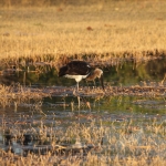 Moremi: Afrikaanse Bisschopsooievaar (Ciconia Microscelis).0452 Moremi: Afrikaanse Bisschopsooievaar (Ciconia Microscelis).0452