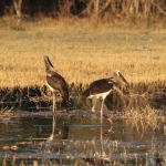 Moremi: Afrikaanse Bisschopsooievaar (Ciconia Microscelis).0454 Moremi: Afrikaanse Bisschopsooievaar (Ciconia Microscelis).0454
