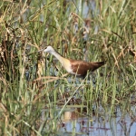 Moremi: Dwergjacana (Microparra capensis).0548 Moremi: Dwergjacana (Microparra capensis).0548