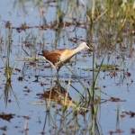Moremi: Dwergjacana (Microparra capensis).0552 Moremi: Dwergjacana (Microparra capensis).0552