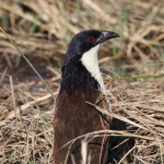 Moremi: Koperstaartspoorkoekoek (Centropus Cupreicaudus).0518 Moremi: Koperstaartspoorkoekoek (Centropus Cupreicaudus).0518