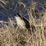 Moremi: Koperstaartspoorkoekoek (Centropus Cupreicaudus).0522 Moremi: Koperstaartspoorkoekoek (Centropus Cupreicaudus).0522
