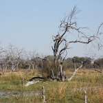 Moremi: 0554 Moremi: 0554