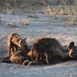 Khwai: Gevlekte Hyena (Crocuta Crocuta).0685 Khwai: Gevlekte Hyena (Crocuta Crocuta).0685