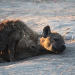 Khwai: Gevlekte Hyena (Crocuta Crocuta).0686 Khwai: Gevlekte Hyena (Crocuta Crocuta).0686
