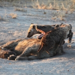 Khwai: Gevlekte Hyena (Crocuta Crocuta).0694 Khwai: Gevlekte Hyena (Crocuta Crocuta).0694