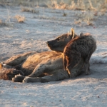 Khwai: Gevlekte Hyena (Crocuta Crocuta).0696 Khwai: Gevlekte Hyena (Crocuta Crocuta).0696