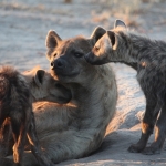 Khwai: Gevlekte Hyena (Crocuta Crocuta).0706 Khwai: Gevlekte Hyena (Crocuta Crocuta).0706