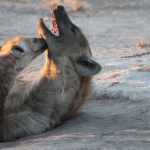 Khwai: Gevlekte Hyena (Crocuta Crocuta).0711 Khwai: Gevlekte Hyena (Crocuta Crocuta).0711