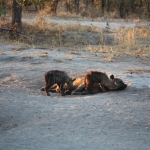 Khwai: Gevlekte Hyena (Crocuta Crocuta).0713 Khwai: Gevlekte Hyena (Crocuta Crocuta).0713