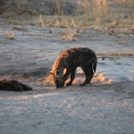 Khwai: Gevlekte Hyena (Crocuta Crocuta).0716 Khwai: Gevlekte Hyena (Crocuta Crocuta).0716