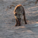 Khwai: Gevlekte Hyena (Crocuta Crocuta).0727 Khwai: Gevlekte Hyena (Crocuta Crocuta).0727