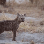 Khwai: Gevlekte Hyena (Crocuta Crocuta).0745 Khwai: Gevlekte Hyena (Crocuta Crocuta).0745