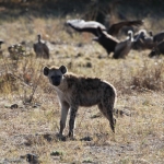Khwai: Gevlekte Hyena (Crocuta Crocuta).0828 Khwai: Gevlekte Hyena (Crocuta Crocuta).0828
