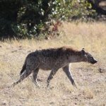 Khwai: Gevlekte Hyena (Crocuta Crocuta).0831 Khwai: Gevlekte Hyena (Crocuta Crocuta).0831