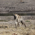 Khwai: Gevlekte Hyena (Crocuta Crocuta).0833 Khwai: Gevlekte Hyena (Crocuta Crocuta).0833