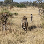 Khwai: Leeuw ( Panthera Leo).0667 Khwai: Leeuw ( Panthera Leo).0667
