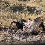 Khwai: Leeuw ( Panthera Leo).0668 Khwai: Leeuw ( Panthera Leo).0668