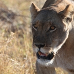 Khwai: Leeuw ( Panthera Leo).0672 Khwai: Leeuw ( Panthera Leo).0672
