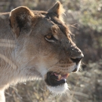 Khwai: Leeuw ( Panthera Leo).0673 Khwai: Leeuw ( Panthera Leo).0673