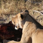 Khwai: Leeuw ( Panthera Leo).0677 Khwai: Leeuw ( Panthera Leo).0677