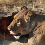 Khwai: Leeuw ( Panthera Leo).0678 Khwai: Leeuw ( Panthera Leo).0678