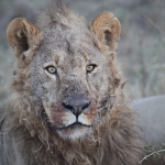 Khwai: Leeuw ( Panthera Leo).0753 Khwai: Leeuw ( Panthera Leo).0753