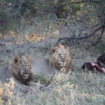 Khwai: Leeuw ( Panthera Leo).0770 Khwai: Leeuw ( Panthera Leo).0770