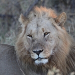 Khwai: Leeuw ( Panthera Leo).0771 Khwai: Leeuw ( Panthera Leo).0771