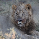 Khwai: Leeuw ( Panthera Leo).0773 Khwai: Leeuw ( Panthera Leo).0773