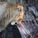 Khwai: Leeuw ( Panthera Leo).0777 Khwai: Leeuw ( Panthera Leo).0777