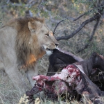 Khwai: Leeuw ( Panthera Leo).0779 Khwai: Leeuw ( Panthera Leo).0779